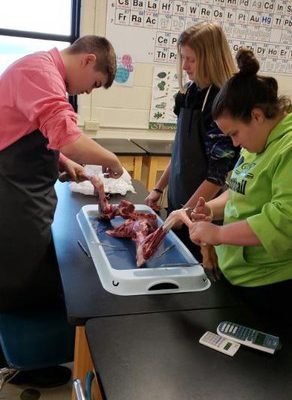 Anatomy Students Dissect Deer Leg Joints